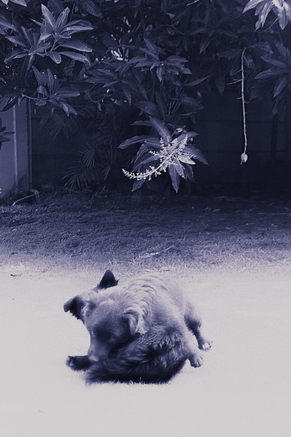 Big Ma, Tom & Jerry-5